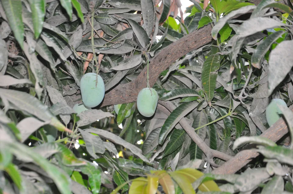 Amazing Mangoes