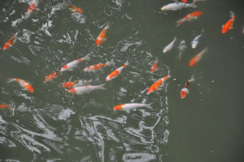Golden Fishes